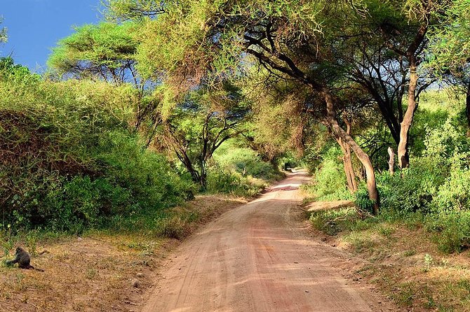 1 Day Manyara National Park - Itinerary Details