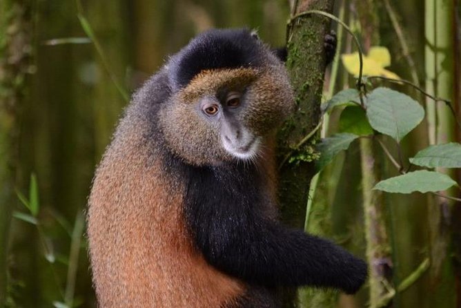 1 Day Rwanda Golden Monkey Tracking Tour - Cultural Experiences