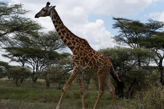 1 Day Tarangire National Park Day Tours