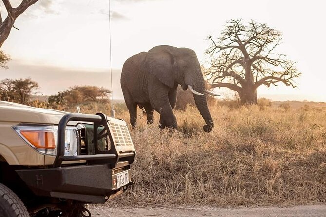 1 Day Tarangire National Park Private Safari - Scenic Drive From Arusha
