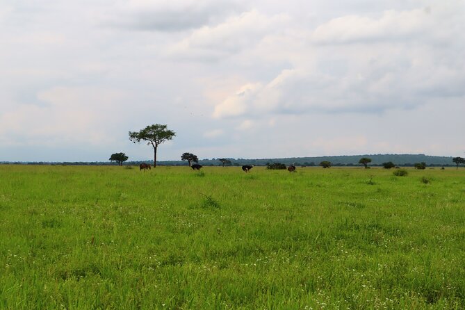 1 Day Tarangire National Park - Meeting and Pickup Details