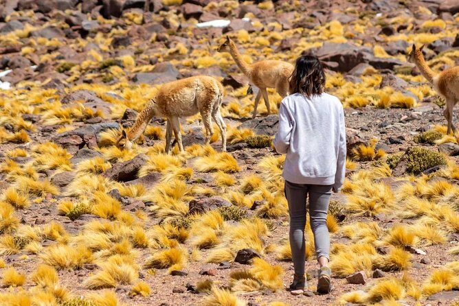 1-Day Tour Altiplanic Lagoons and Piedras Rojas and Laguna Chaxa - Pickup Details