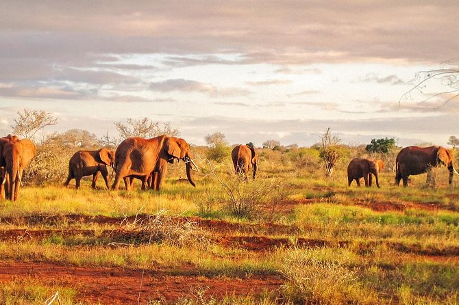 1 Day Tsavo East Safari From Kenya Coast (Cost Based on Minimum 2 Persons) - Additional Information
