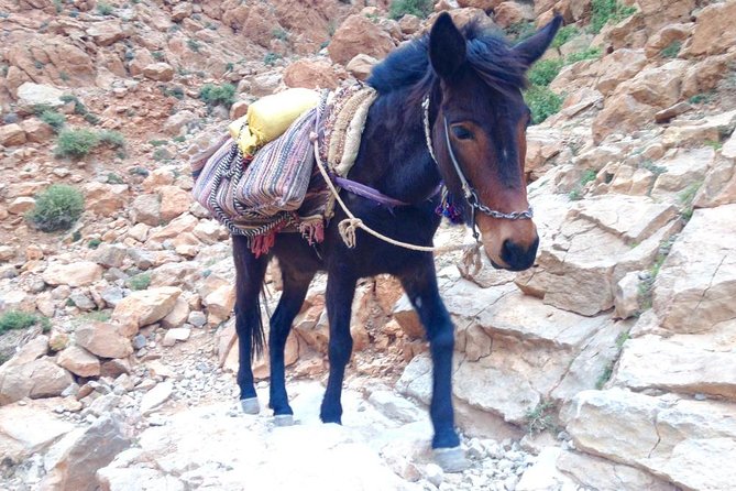1 Night Nomadic Hike in Todra Gorge - Aventures Verticales Maroc - Booking Information