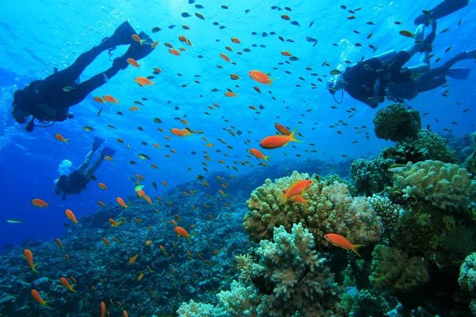 1 Tank Fun Dive From West Side of Island Including Ground Transportation - Inclusions and Equipment Provided