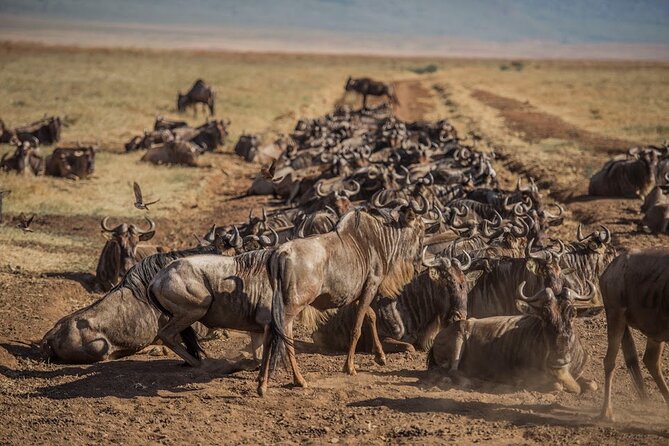 10-Day River Crossing Serengeti Wildebeest Migration Safari