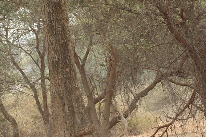 10-DAY Southern Tanzania Safari Circuit With Accommodation