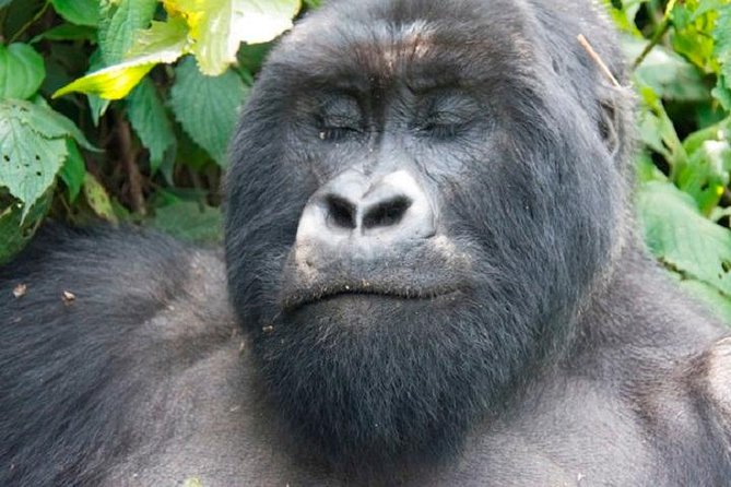 10 Days Classic Uganda Safari
