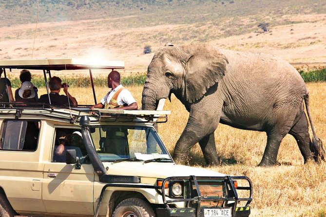 11 Days Best Tanzania Northern Circuit Luxury Wildlife Safari - Professional Guided Tours