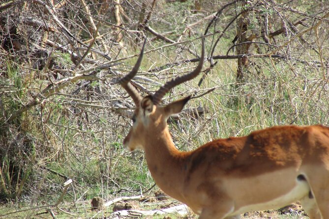 11 Days Vegans Private Safari - Itinerary Highlights