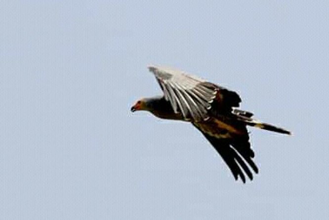 12 Days :Birding Tours in Senegal - Expectations and Recommendations