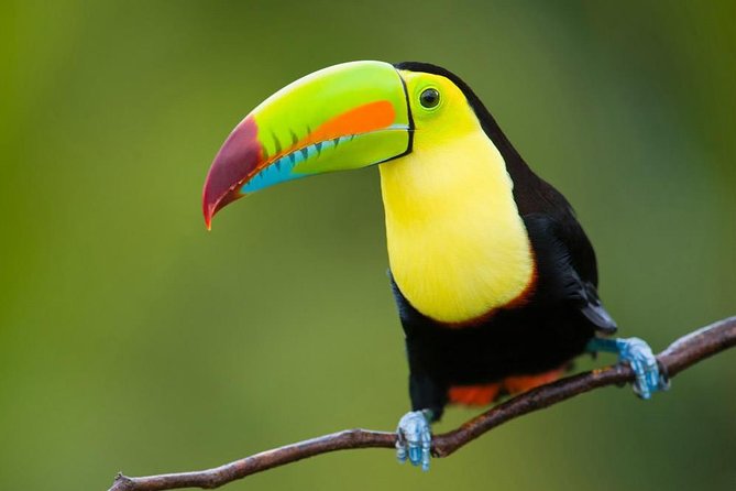 12 Days: Naturally Costa Rica Program - Meals and Dietary Options