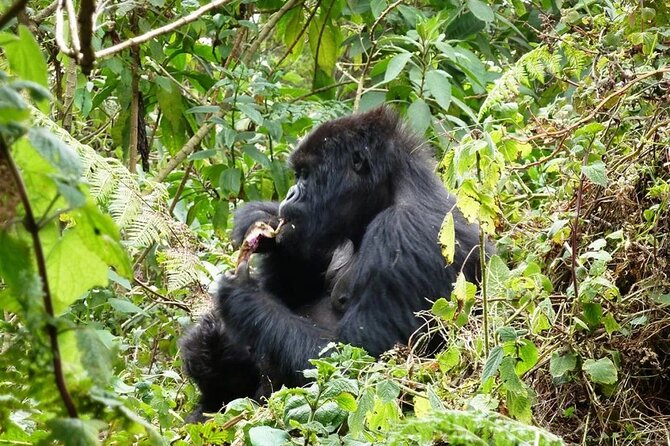 13-Day Wildlife and Gorilla Trekking Safari - Meal Plan