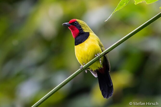 14 Days Birding, Primate and Wildlife Photography Tour in Rwanda - Itinerary Highlights