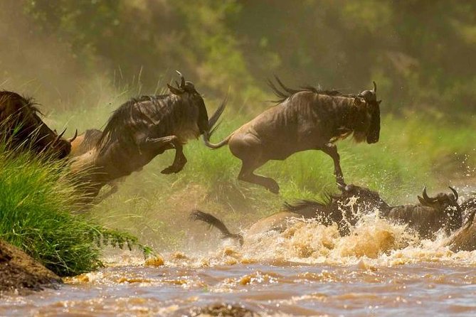 14 Days Guided Safari in Kenya - Accommodation and Meals