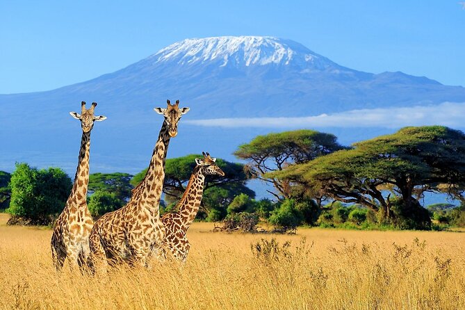 14-Days Private Marathon Running Camp in Kenya and Tanzania