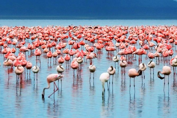14 Days Private Safari in Kenya and Tanzania From Nairobi - Included Services