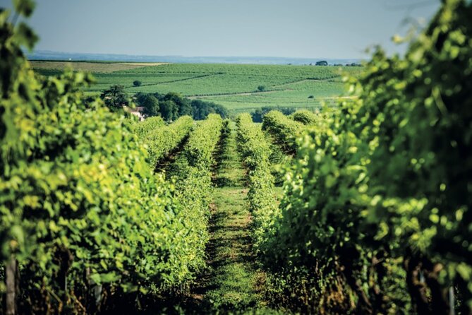 150-Minute VIP Visit of a Vineyard in Segonzac With Cocktail Break