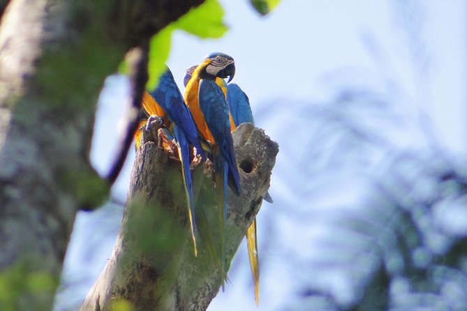 2-Day Camping Tour to Pacaya-Samiria National Park From Iquitos - Tour Overview