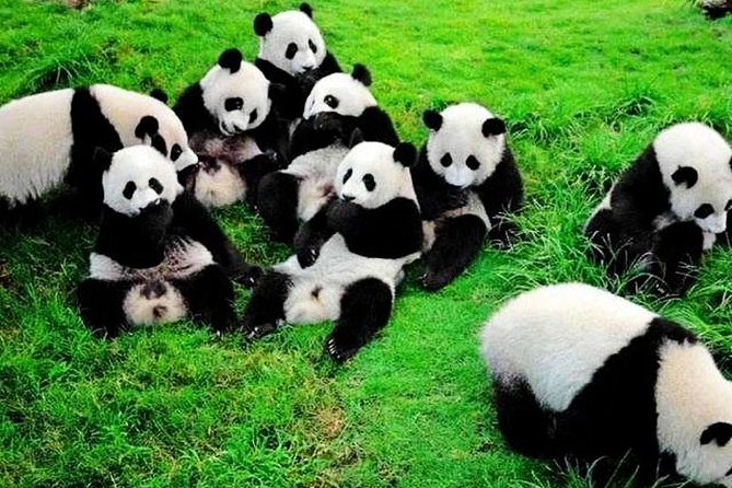 2-Day Chengdu Giant Panda and Leshan Buddha From Guangzhou by Plane