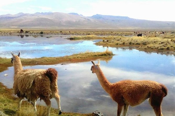 2-Day Colca Canyon Including Source of the Great Amazon River - Itinerary for Two Days