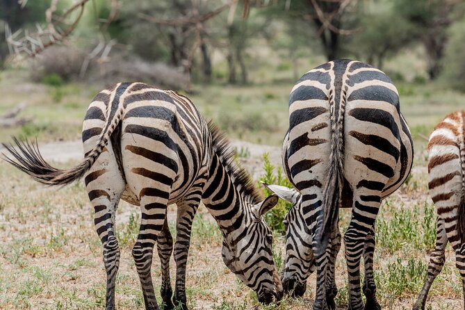 2-Day Fly-In From Zanzibar to Tarangire NP Mid Range Safari - Safari Package Inclusions
