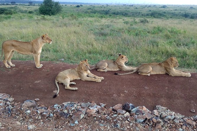 2-Day Maasai Mara National Reserve Safari From Nairobi - Itinerary Highlights
