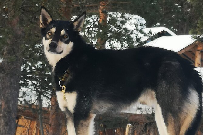 2 Day Overnight Cabin at the Kennel With Dog Sledding in Alta - Location: Alta, Norway
