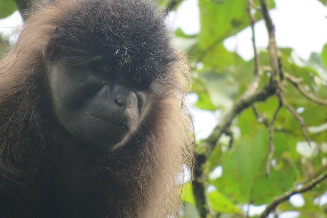 2-Day Private Chimpanzee Trekking Safari in Kibale Forest Park - Package Inclusions