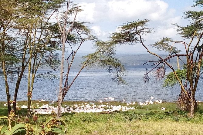 2-Day Private Guided Safari of Lake Nakuru Park From Nairobi - Pricing and Group Options
