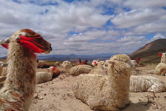 2 Day Tour to Colca Canyon - Pickup Options and Meeting Details