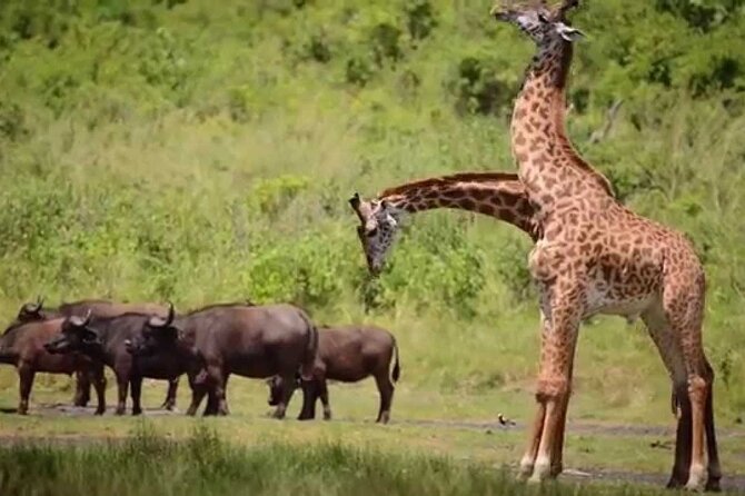 2 Days Aberdare National Park Luxury Lodge Safari - Inclusions and Exclusions