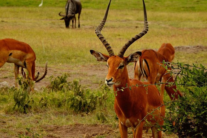 2 Days Amboseli National Park - Day 1: Amboseli National Park Exploration
