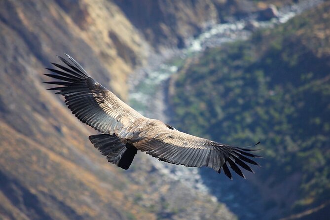 2 Days and 1 Night Tour in the Colca Canyon - Inclusions and Exclusions