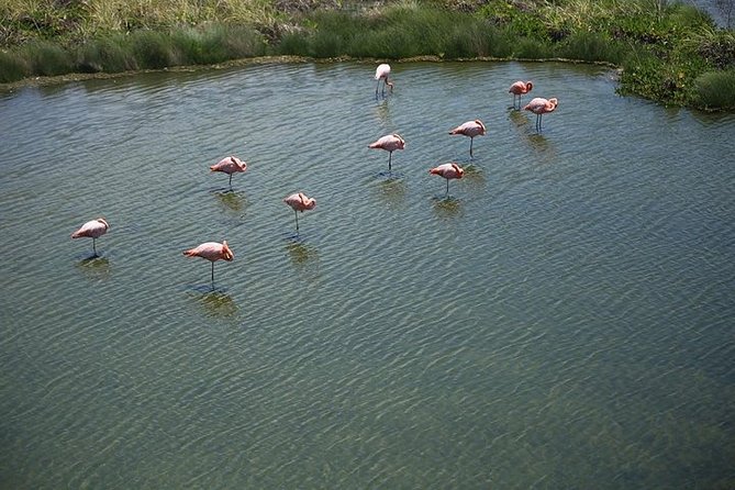 2 Days - Isabela Island Fast Visit - Exploring Isabela Island Wetlands