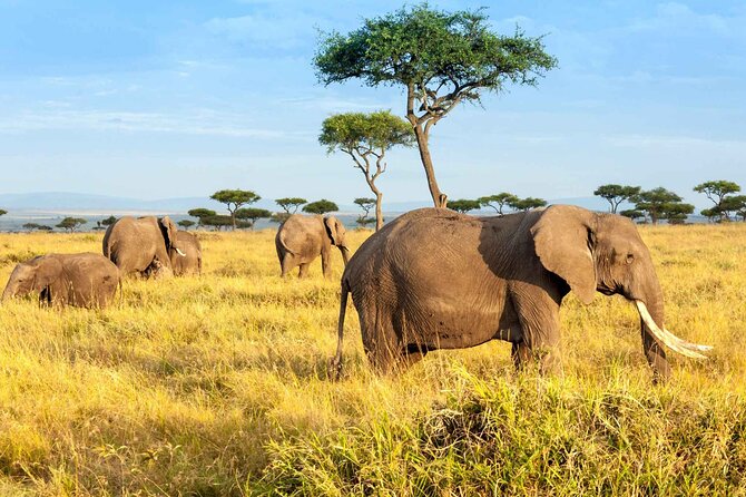 2 Days Maasai Mara National Reserve Private Safari From Nairobi - Inclusions and Accommodations