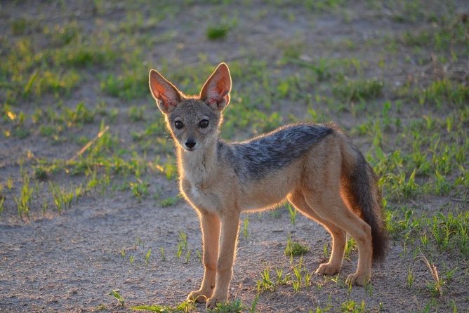 2 Days Mikumi and Udzungwa Falls National Parks From Ifakara Tanzania
