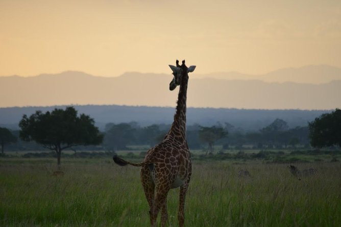 2 Days Mikumi National Park From Morogoro - Itinerary for Day Two