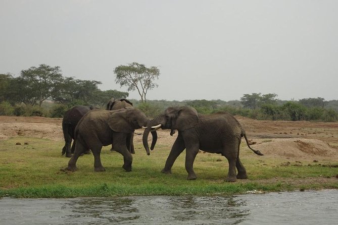 2 Days Queen Elizabeth National Park Safari - Tour Overview