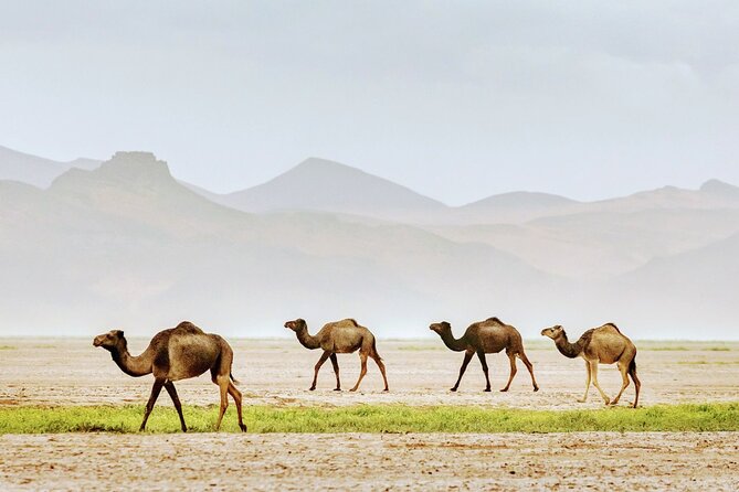 2 Days Tour From Marrakech to Merzouga Sahara Desert - Additional Information for Travelers