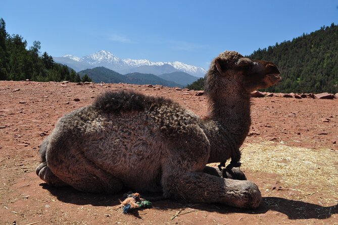 2 Days Tour to Fint Oasis and Route Of 1000 Kasbahs In Ouarzazate - Inclusions and Exclusions