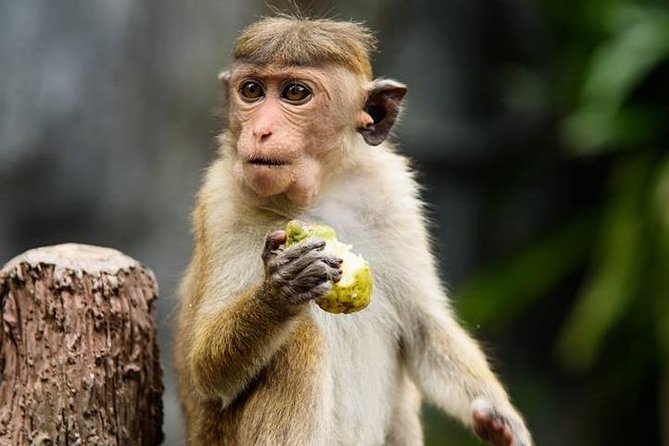 2 Days Tour to Galle & Yala National Park From Negombo - Galle Fort Visit
