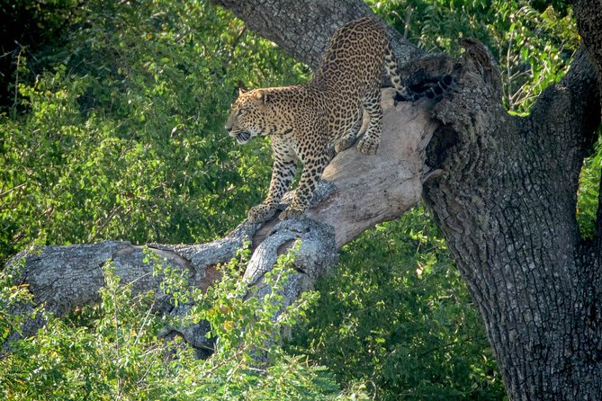 2 Days Tour to Udawalawe & Yala National Park From Negombo - Day 2: Yala National Park