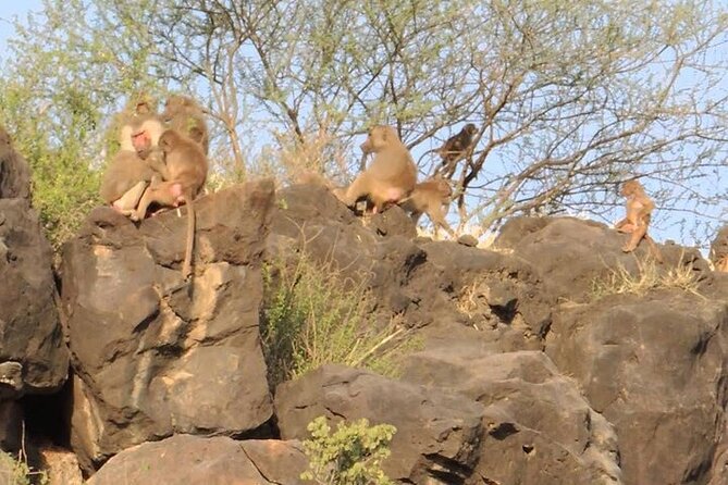2 Days Wildlife Safari to Awash National Park - Accommodation Details
