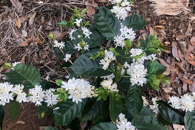 2-Hour Cabanisi Coffee Farm Activity - Meeting and Pickup Details