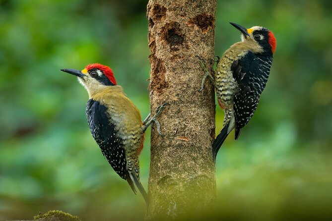 2-Hour Chachagua Rainforest - Birdwatching Tour - Tour Restrictions and Requirements