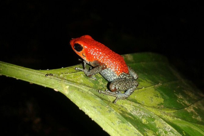 2 Hour Night Hike Tour-Amazing Nocturnal Creatures in Drake Bay - Operator Details