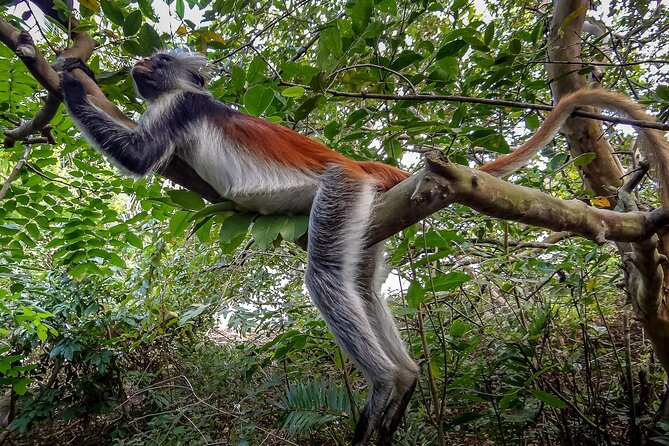 2 Hours Lagoon Tour to Monkey Island - Location Details