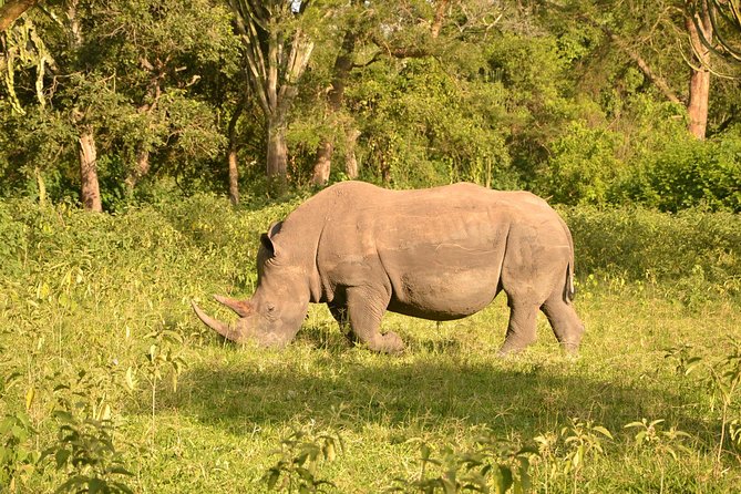 3-Day Big 5 Wildlife Experience in the Giraffe Paradise - Day 2: Wildlife Encounters