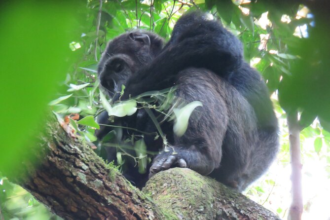 3-Day Chimpanzee Trekking Safari in Kibale Forest - Accommodation and Meals